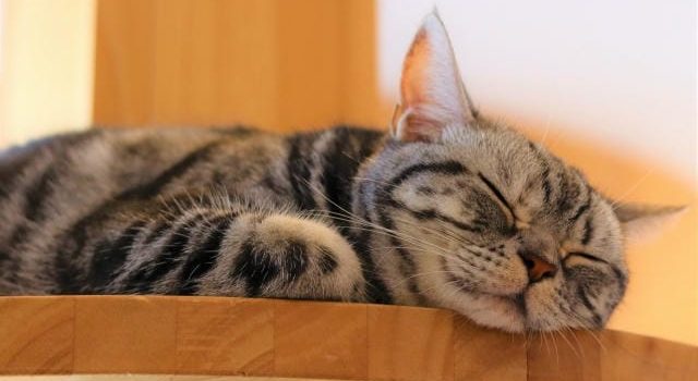 世田谷で叶えるペットと人にやさしい暮らしとトリミングサービスの魅力