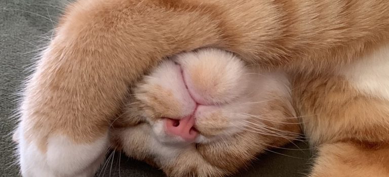 世田谷発ペットと暮らす街並みとトリミングサロンが紡ぐやさしい日常