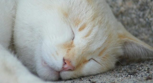 世田谷で広がるペットと人の共生文化トリミングサロンが支える安心の暮らし