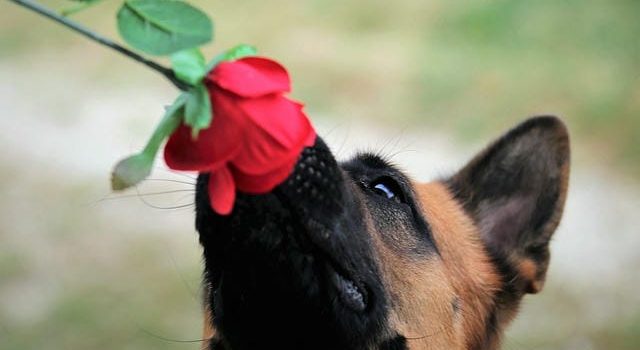 世田谷に根付くペット共生社会と地域で進化する癒しのトリミングサロン文化